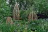 ჩელსის ყვავილების შოუ: რატომ მოიგო "გუანჯოუს ბაღი" საუკეთესო შოუს ბაღში