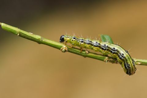 Půvabná můra Box Tree Caterpillar (Cydalima perspectalis) krmící se v boxu ve Velké Británii.
