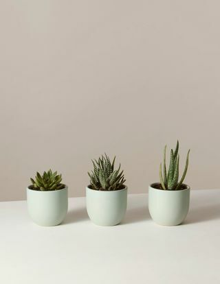 Trio de succulentes