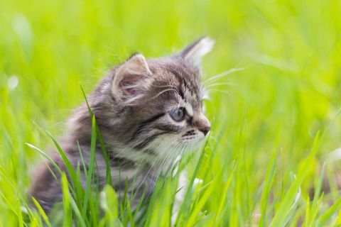 Gatito sentado en la hierba bajo el sol