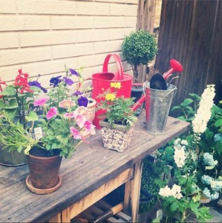 Саксия, растение, венчелистче, цвете, интериорен дизайн, цъфтящо растение, храст, цветя, букет, аранжиране на цветя, 