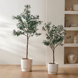 のどの鉢植えのオリーブの木