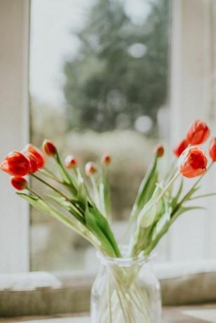 червени лалета във ваза срещу прозорец