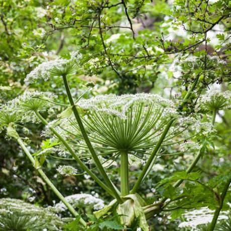 Planta peligrosa hogweed gigante verano de Inglaterra