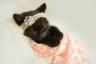 Ця фотосесія з новонародженого кошеня супер солодка