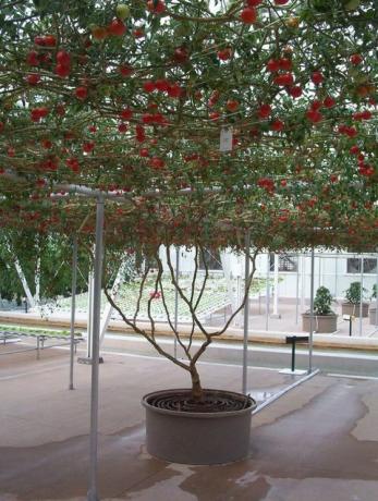 copac de roșii disney